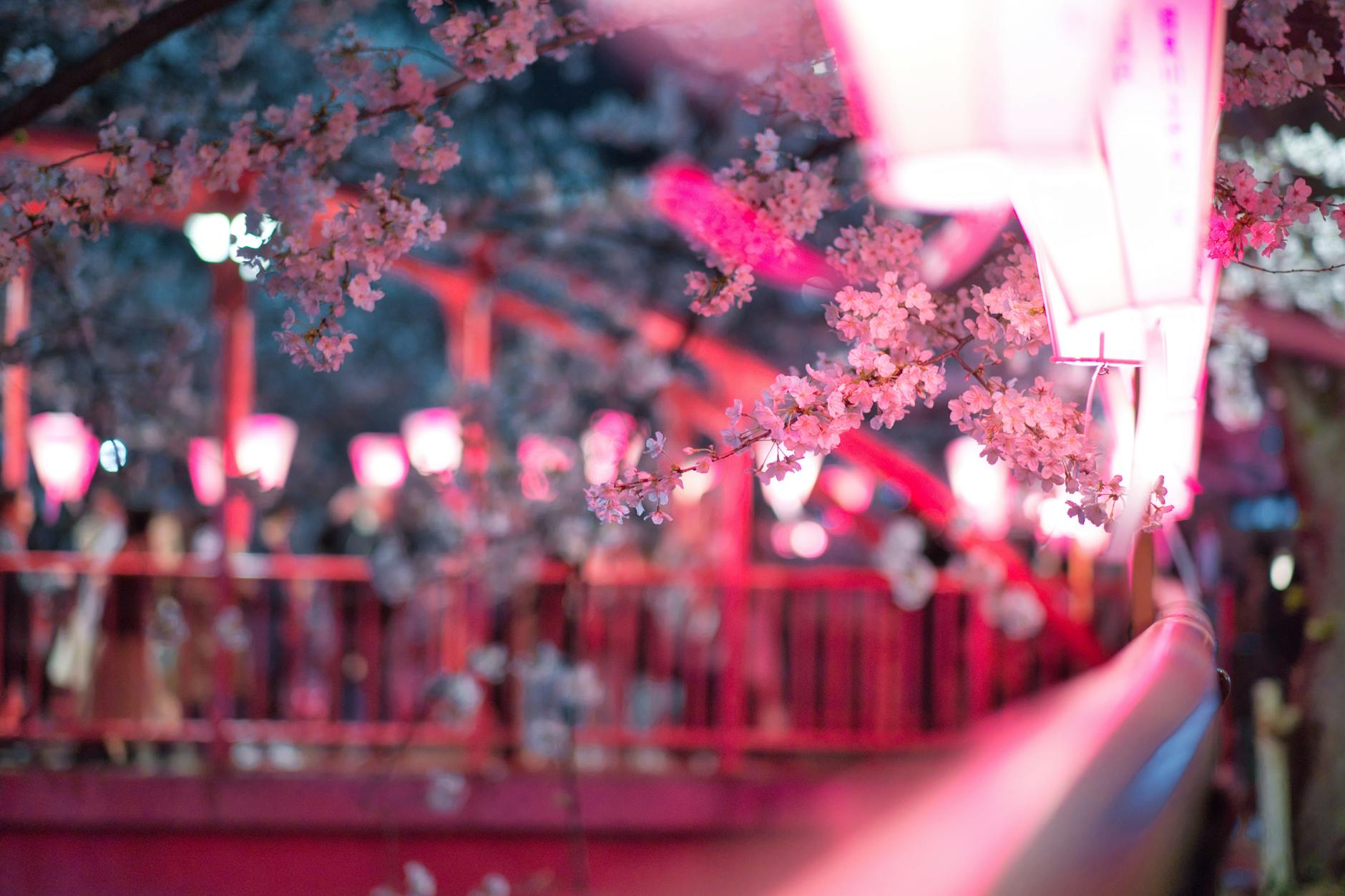 pink flowering tree