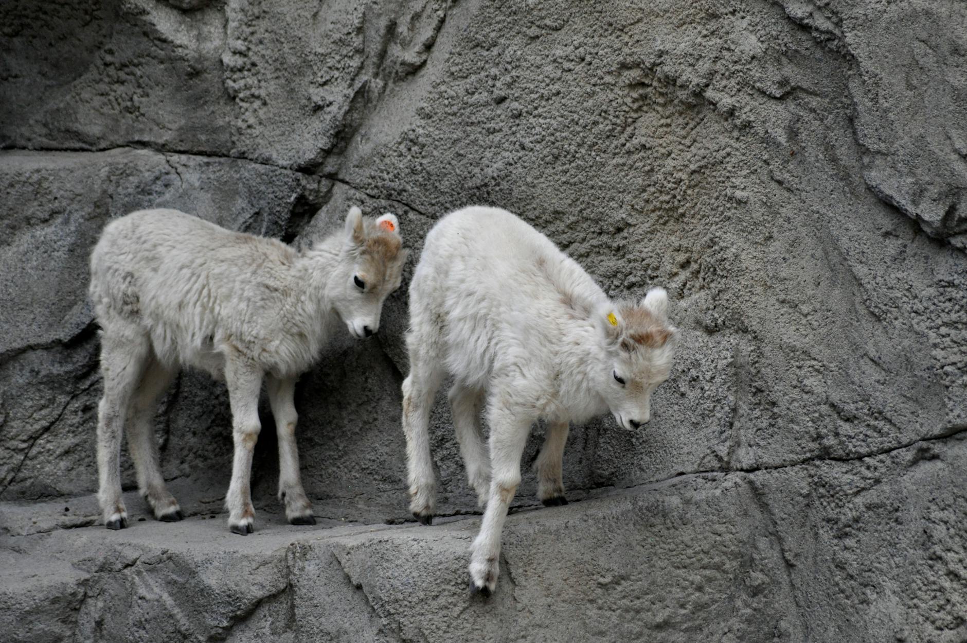sheep on a rock