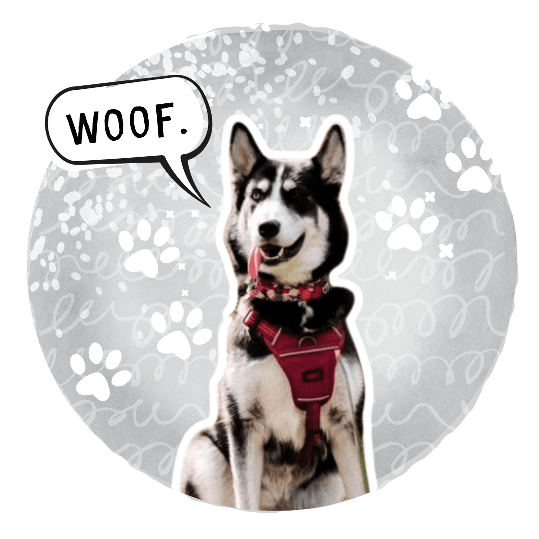 WOOF. - Image 2