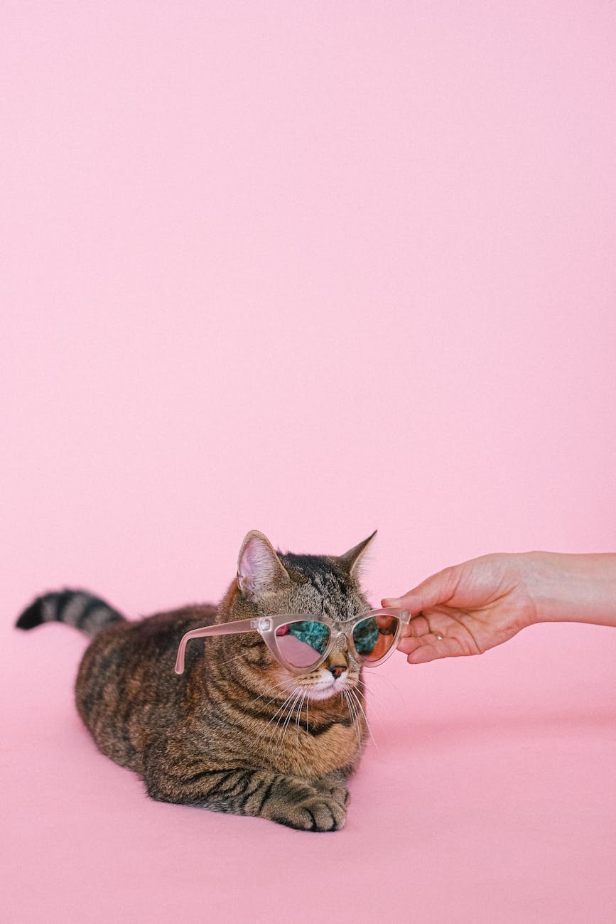 cute brown tabby cat wearing sunglasses