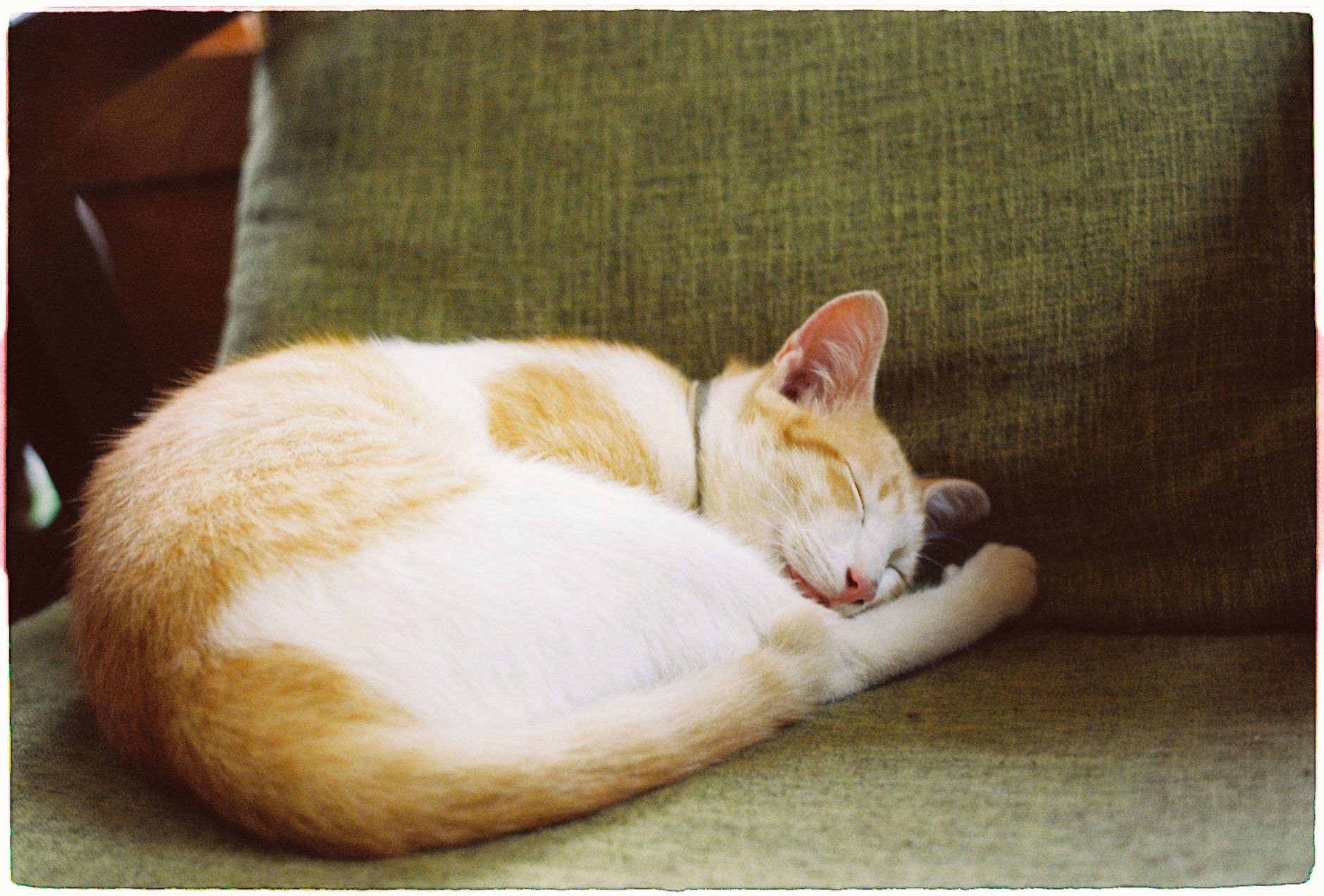 white and orange cat asleep on a sofa